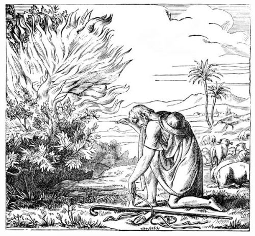Moses Burning Bush - Image 8